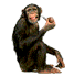 monkey_08.gif
